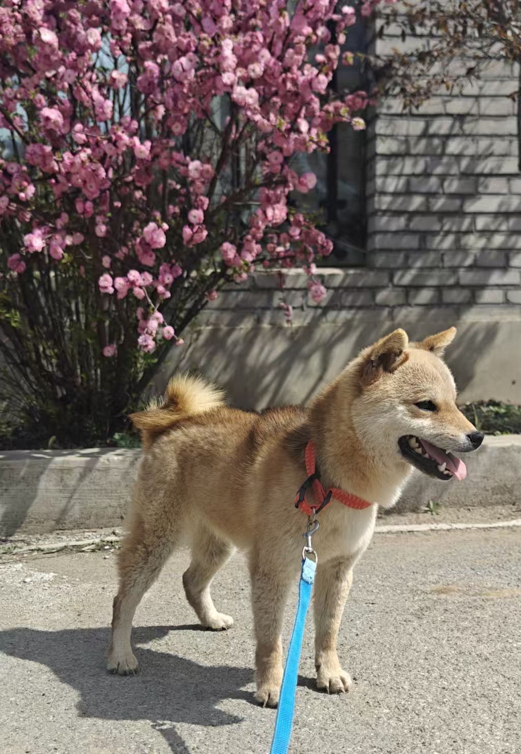 纯种高品质8个月小体柴犬新母